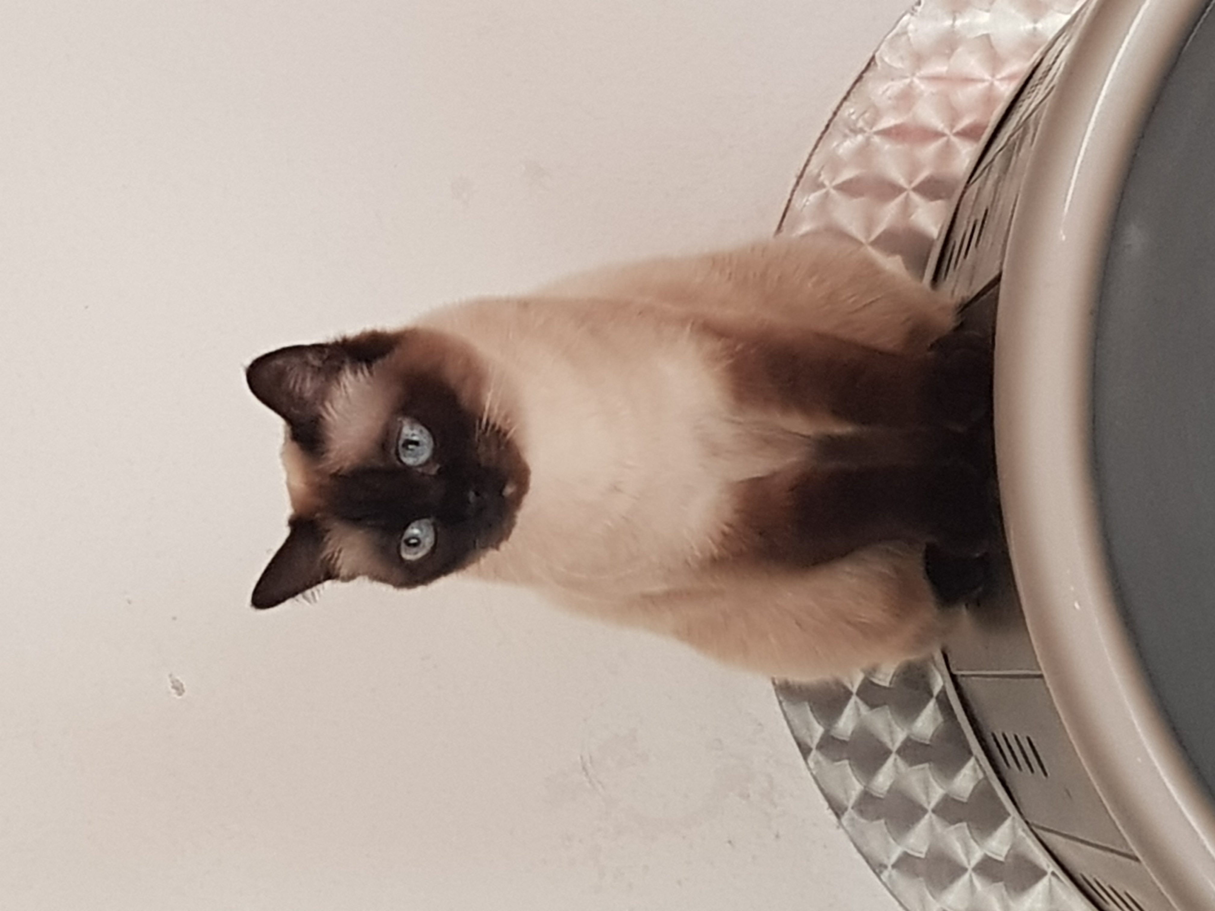 Katte Cleo wird in 97717 vermisst