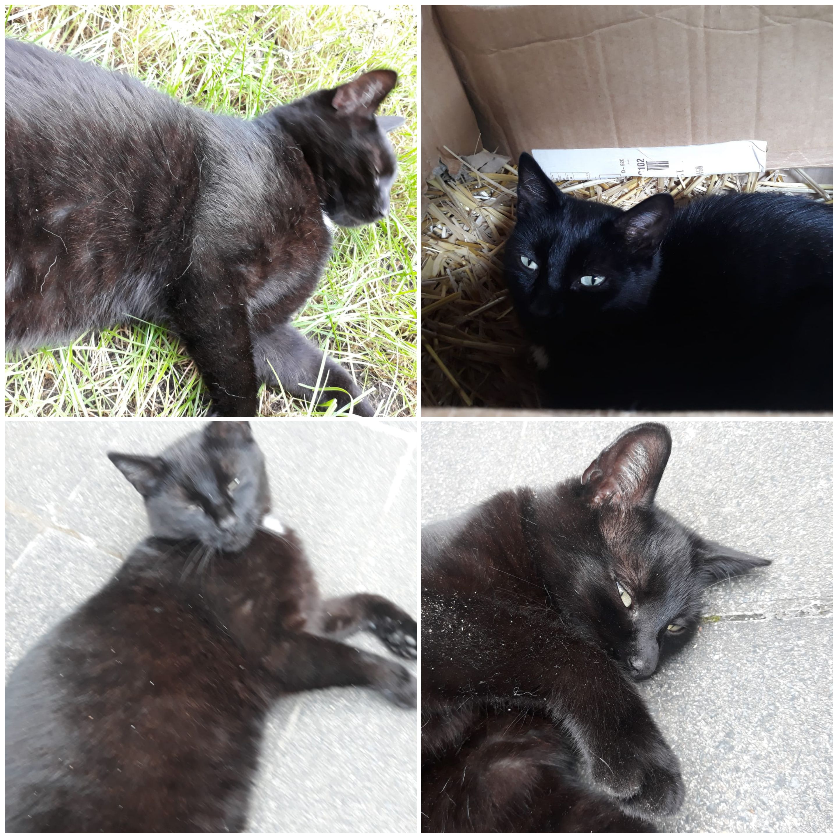 Kater Loki in 97526 Sennfeld vermisst