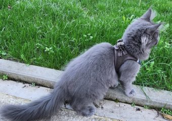 Freya wird in Werneck vermisst