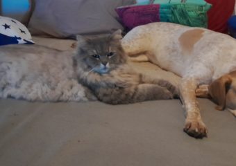 Katze in Schweinfurt vermisst