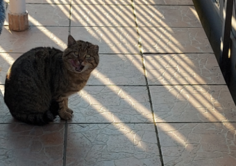 Katze / Kater in 97532 Üchtelhausen gefunden