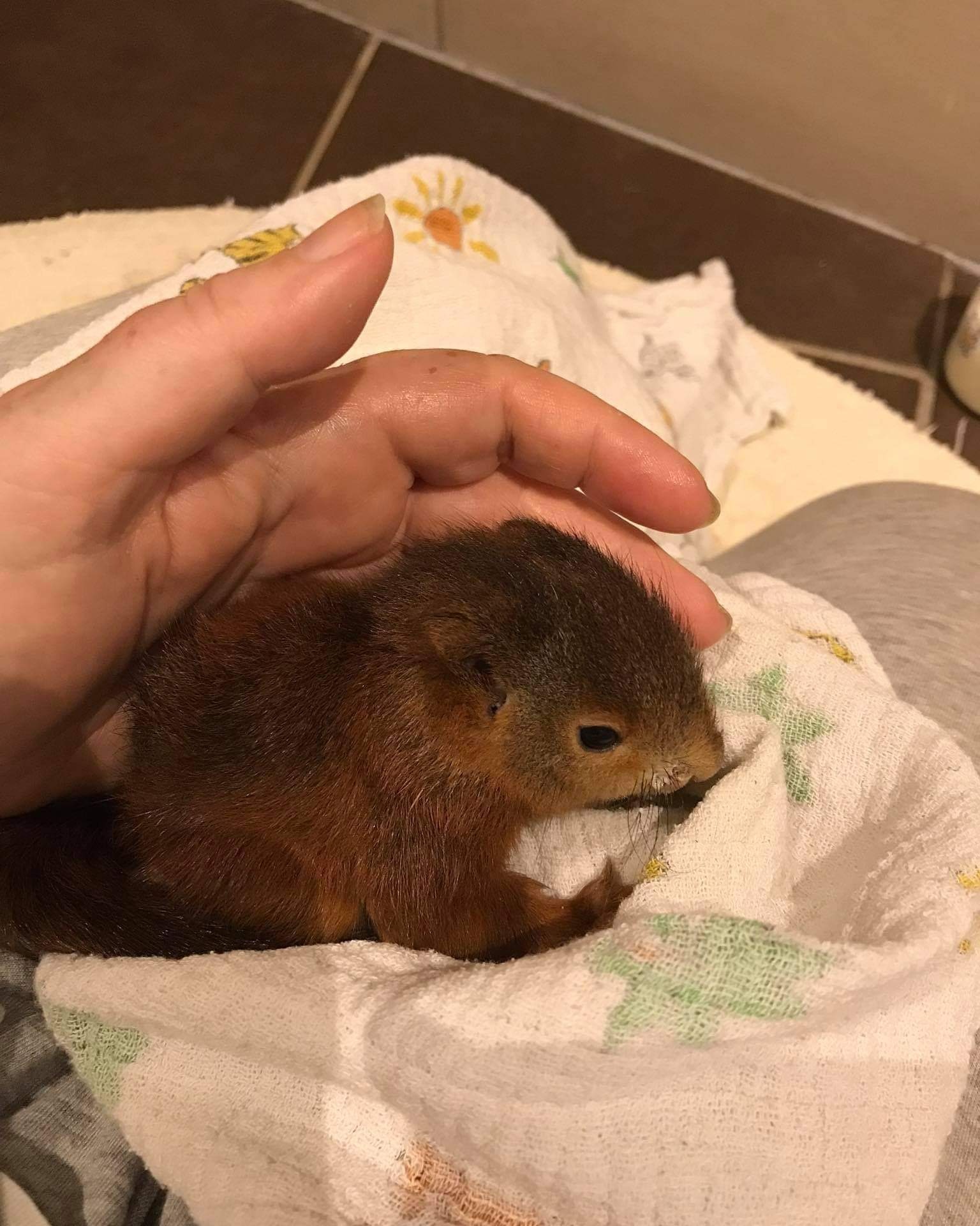 Eichhörnchenbaby Siwa