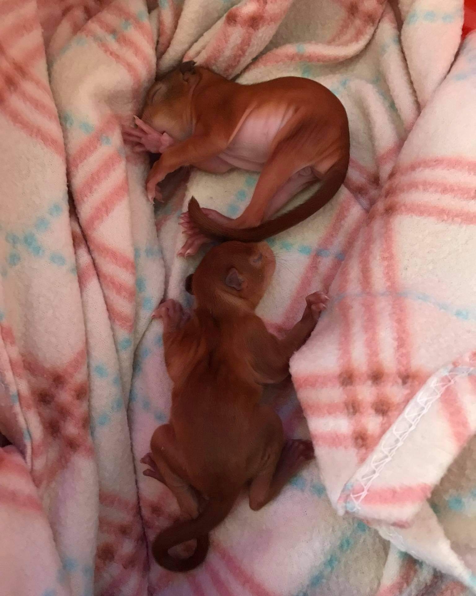 Zwei Eichhörnchenbabys auf Pflegestelle eingezogen
