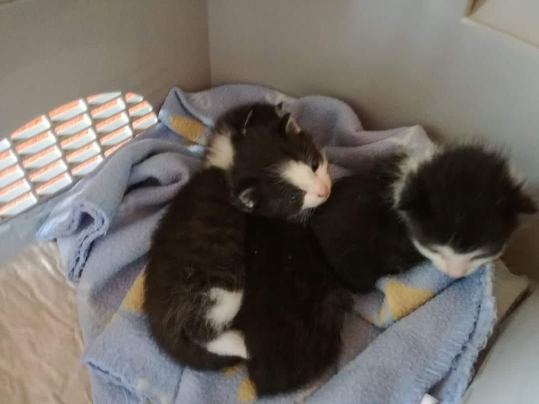 3 Kitten vom Bauernhof gerettet, nachdem Mutter von einem Tier tot gebissen wurde.