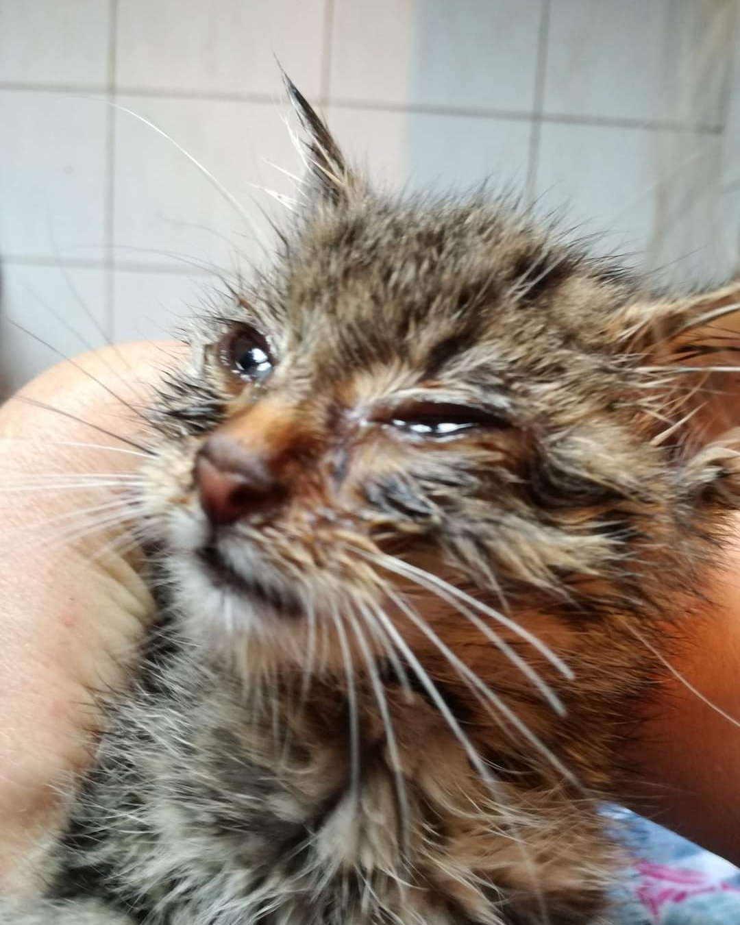 Kleines krankes Kitten Justus wurde gefunden