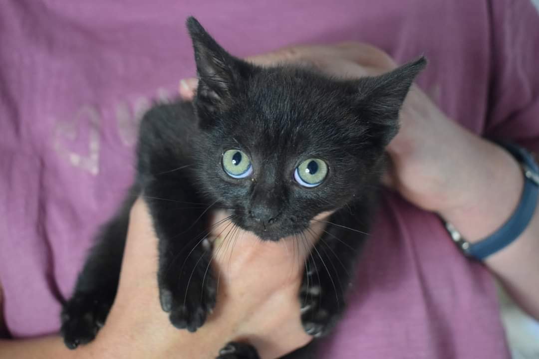 Pandia und Callisto alleine aufgefunden worden