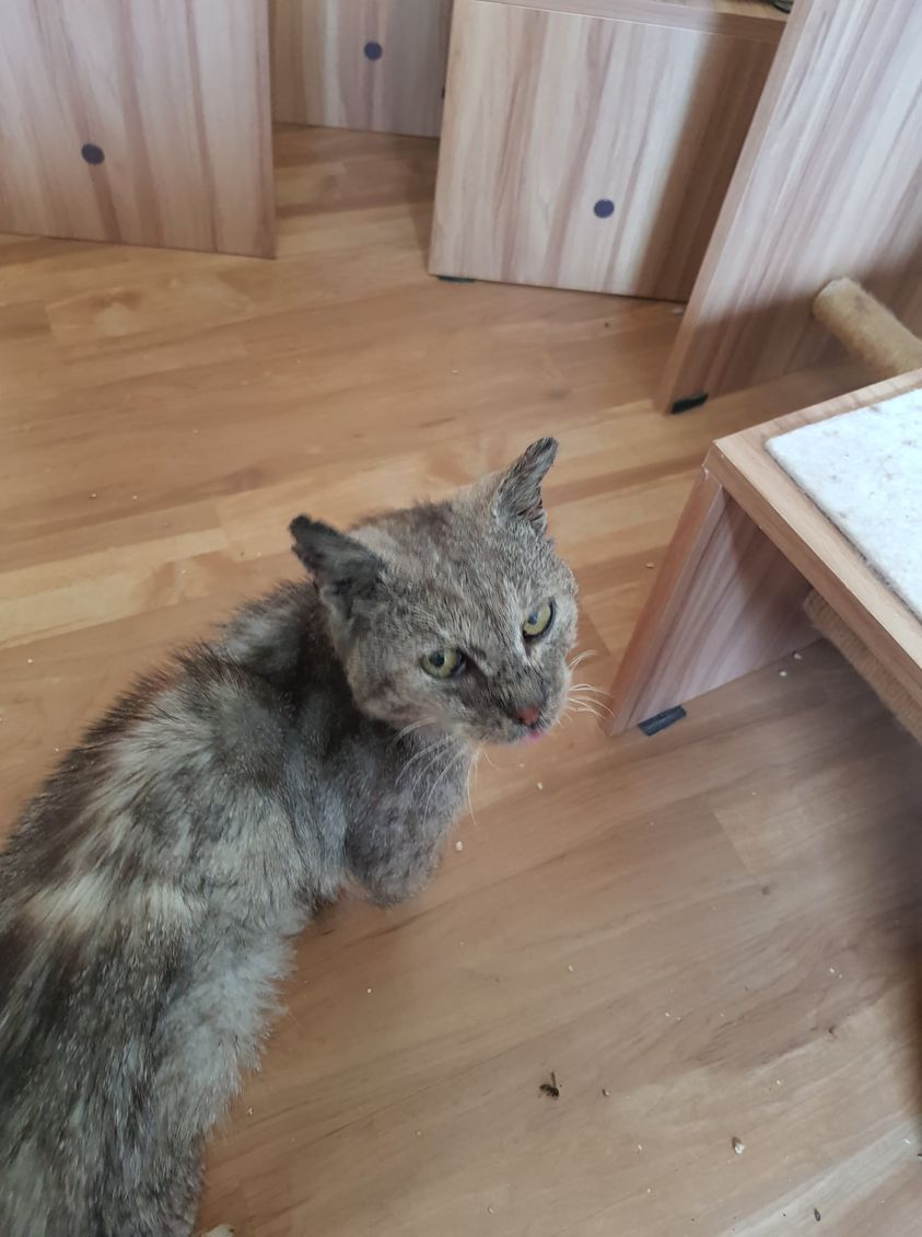 Kater Ferdinand in 97464 Niederwerrn entlaufen