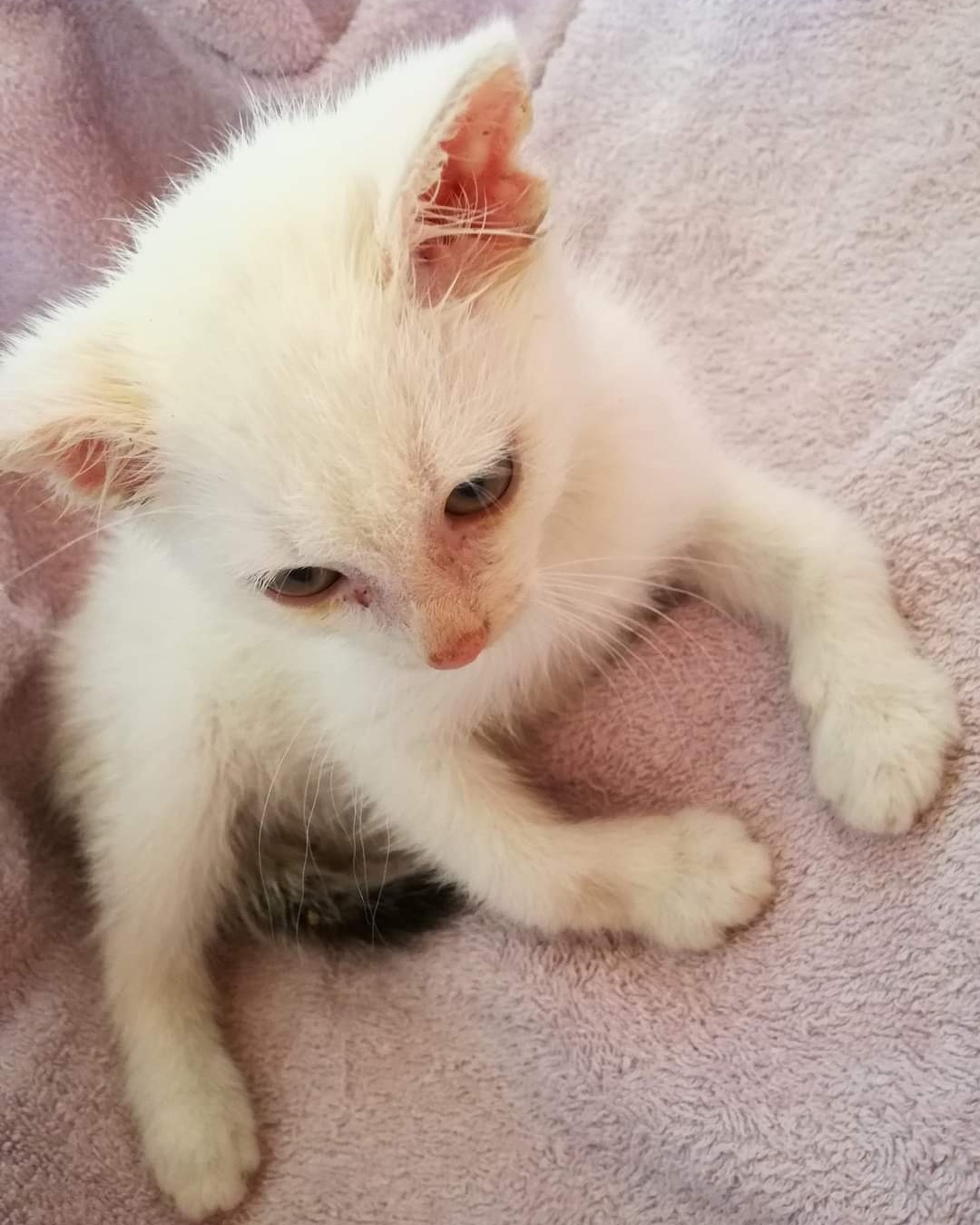Kitten mit krumm gewachsenen Beinen auf Pflegestelle gezogen
