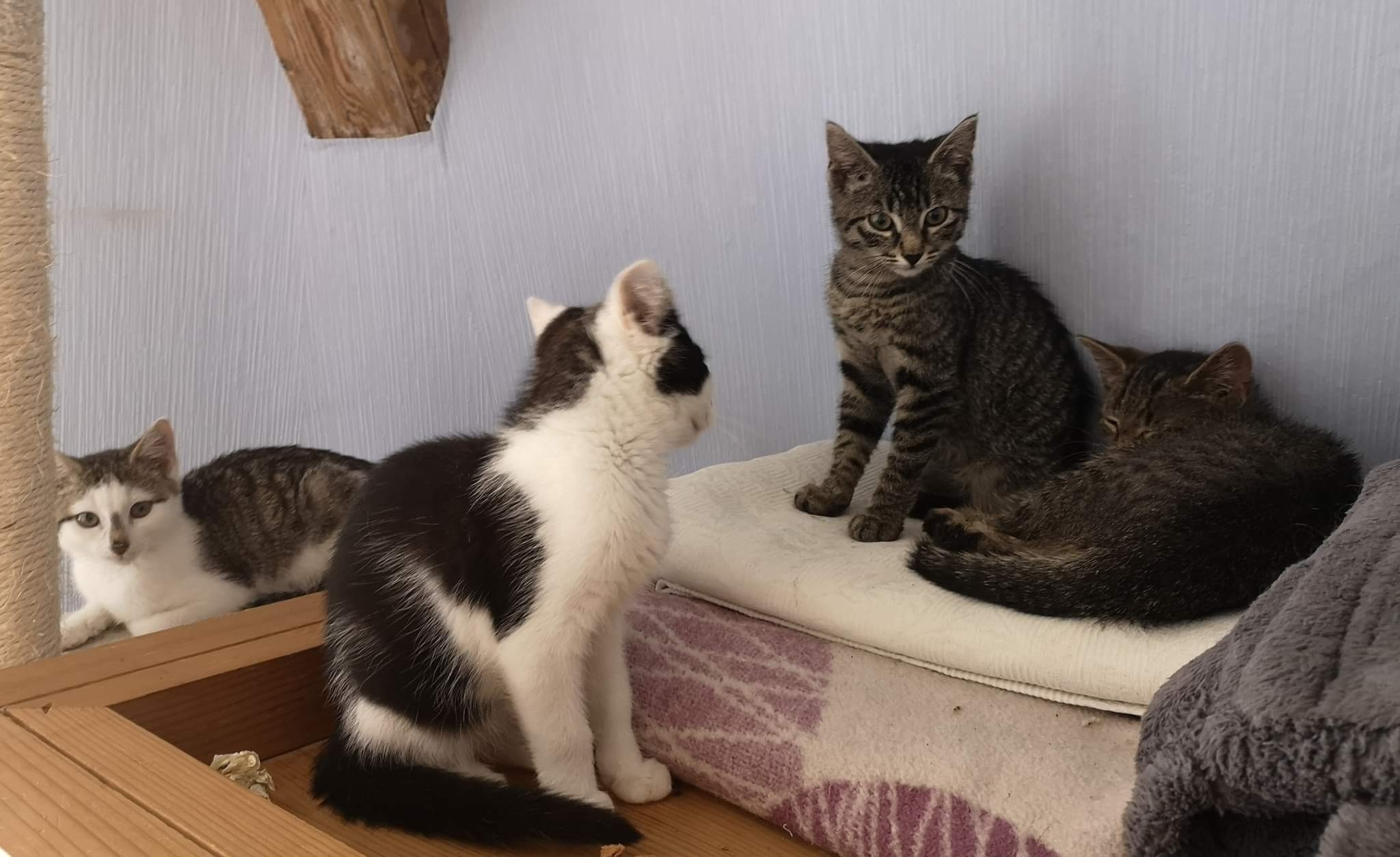 4 Kitten einer Kastrationsaktion sind auf eine unserer Pflegestellen gezogen