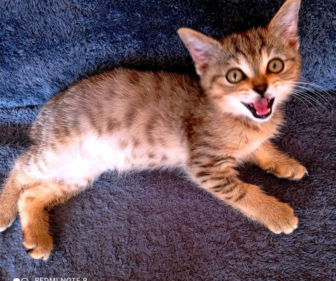 Neues von Kater Louis