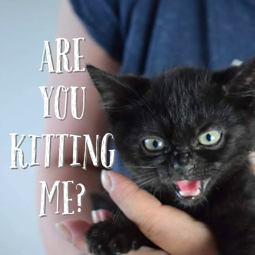 Wer kann uns mit Futterspenden für unsere Pflegekatzen unterstützen?