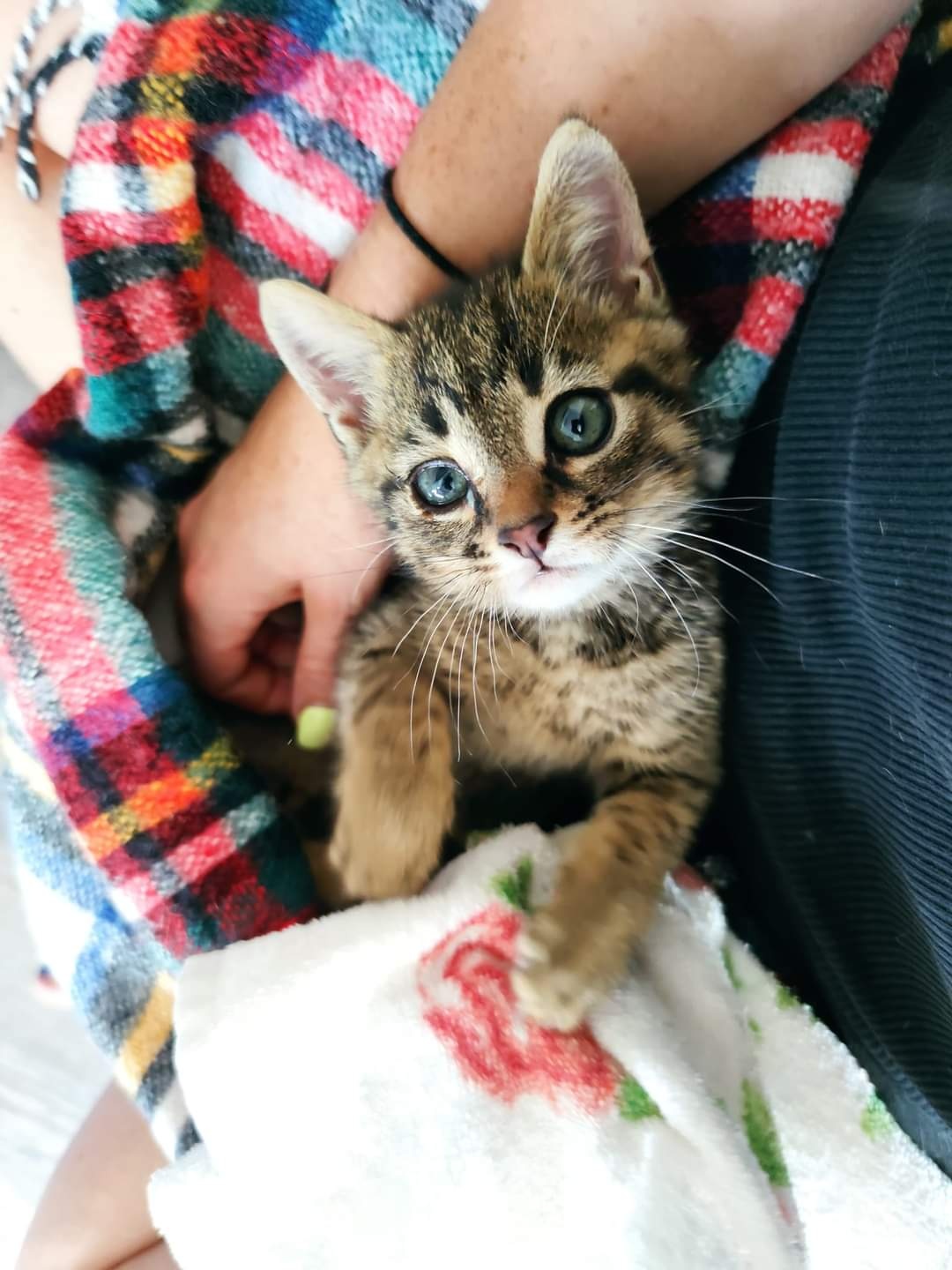 Kleines Kitten auf Pflegestelle eingezogen