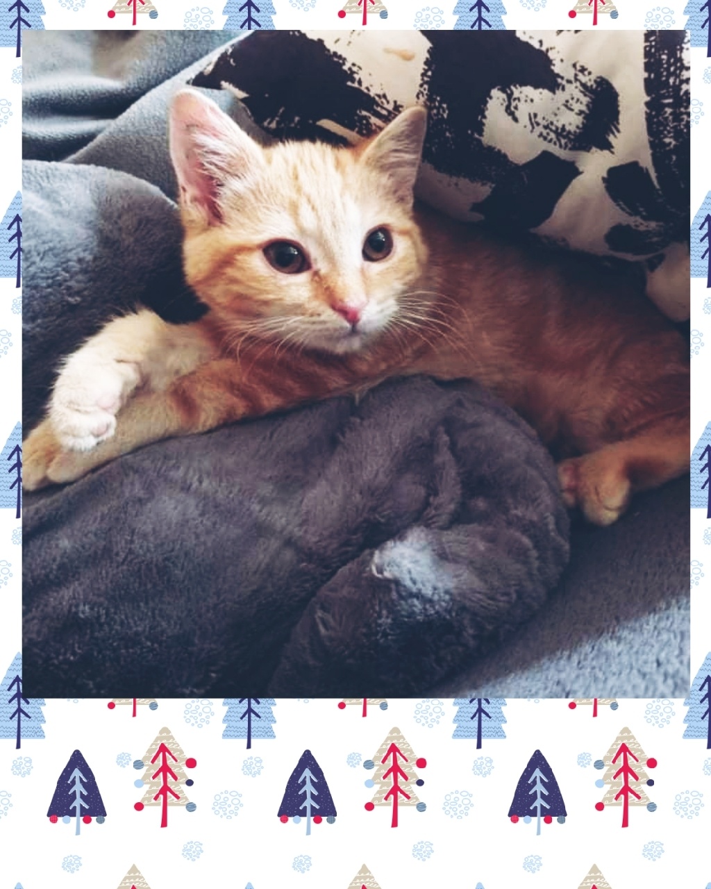 Weihnachtswünsche unserer Schützlinge