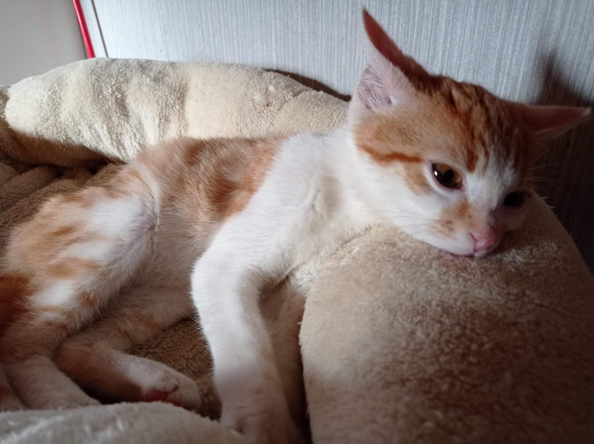 Kleiner ausgehungerter Kater mit sehr großem Glück