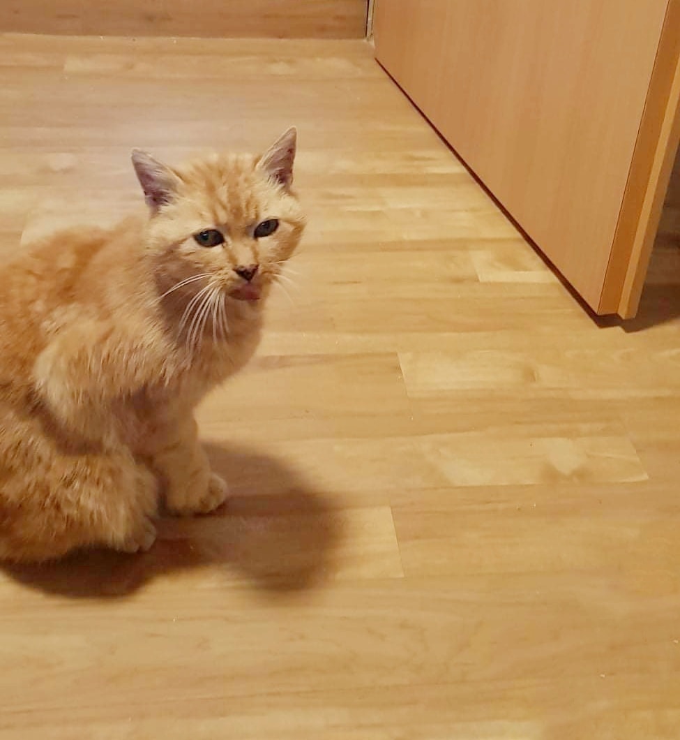 Seniorkater Boris schwer krank aufgefunden worden, er sucht dringend Paten