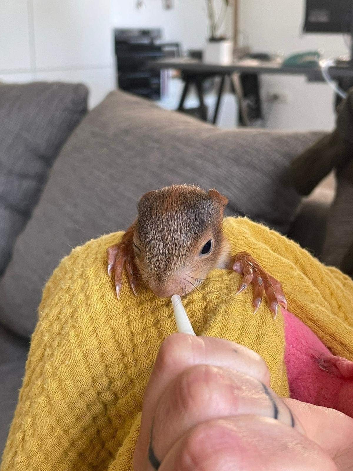 Eichhörnchen Ronja alleine aufgefunden worden und auf Pflegestelle eingezogen