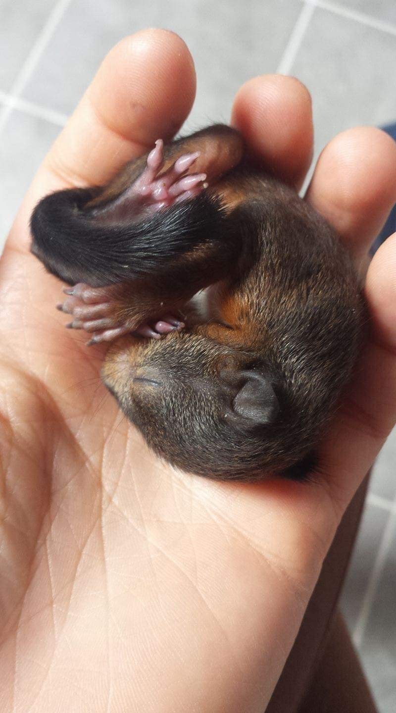 Tipps , falls ihr ein Wildtierbaby ,wie Eichhörnchen oder Feldhase findet