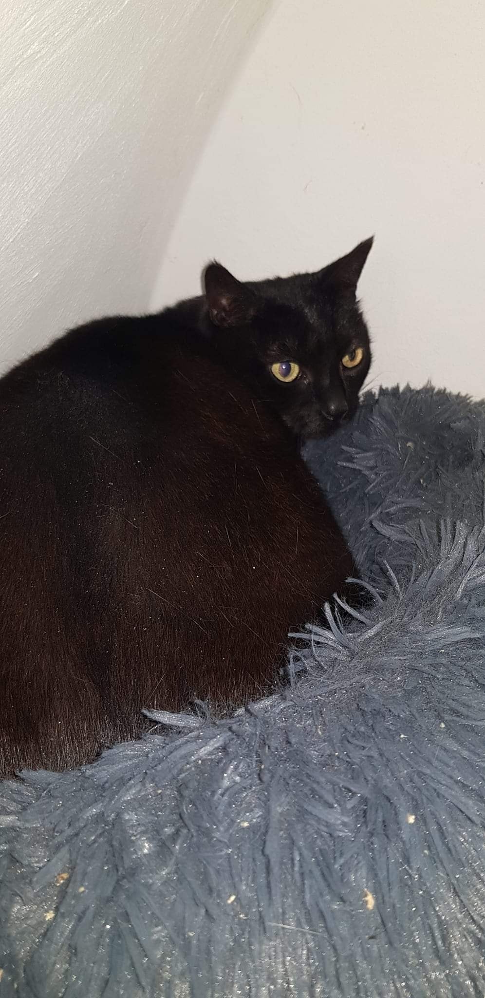 Pechvogel Gucci zum zweiten Mal zurück auf Pflegestelle