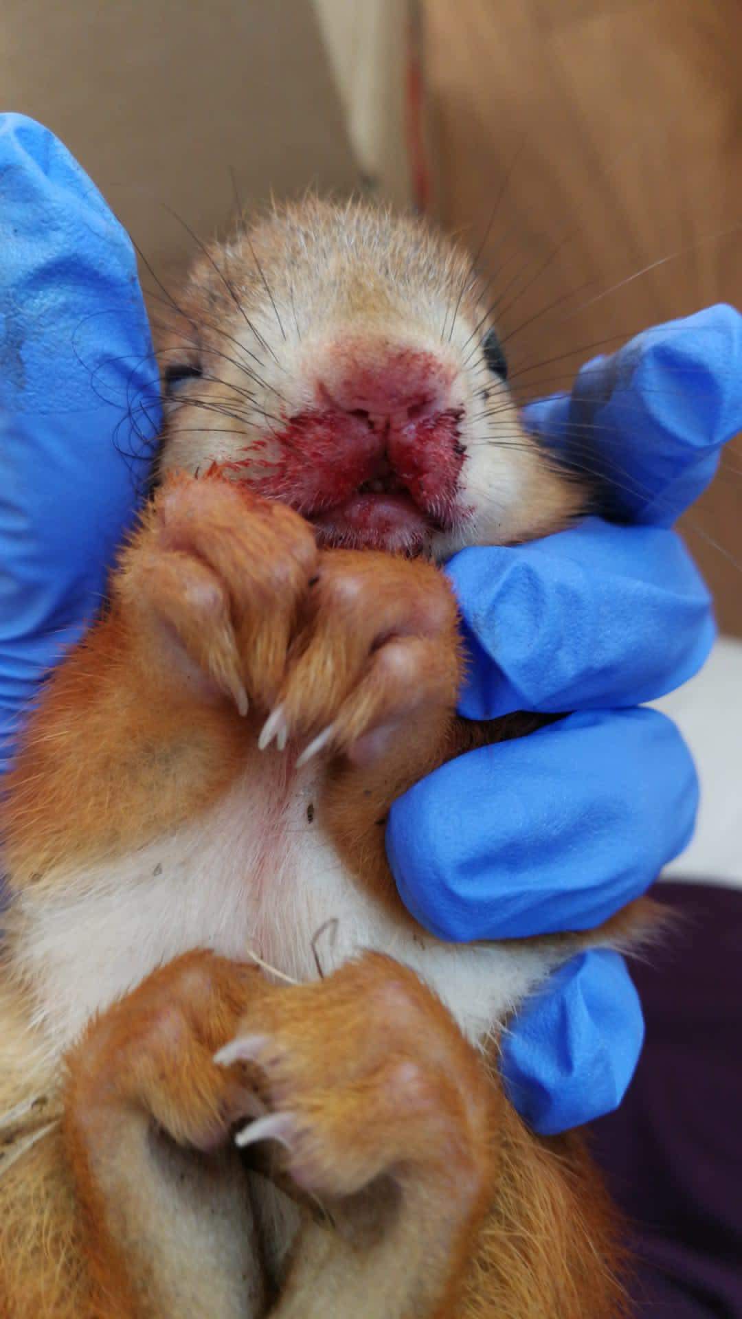 Schwer verletztes Eichhörnchen aufgefunden worden