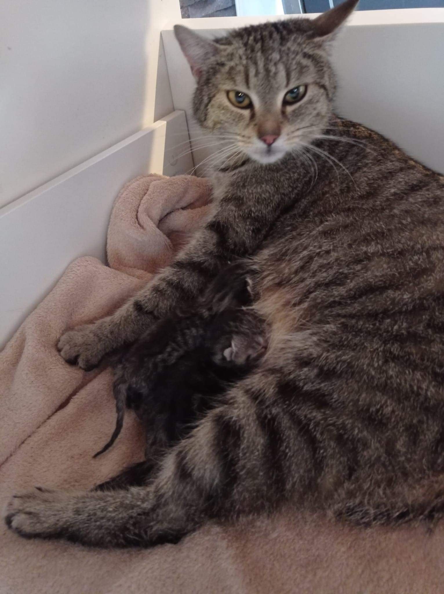 Ebonys Kitten kamen auf die Welt