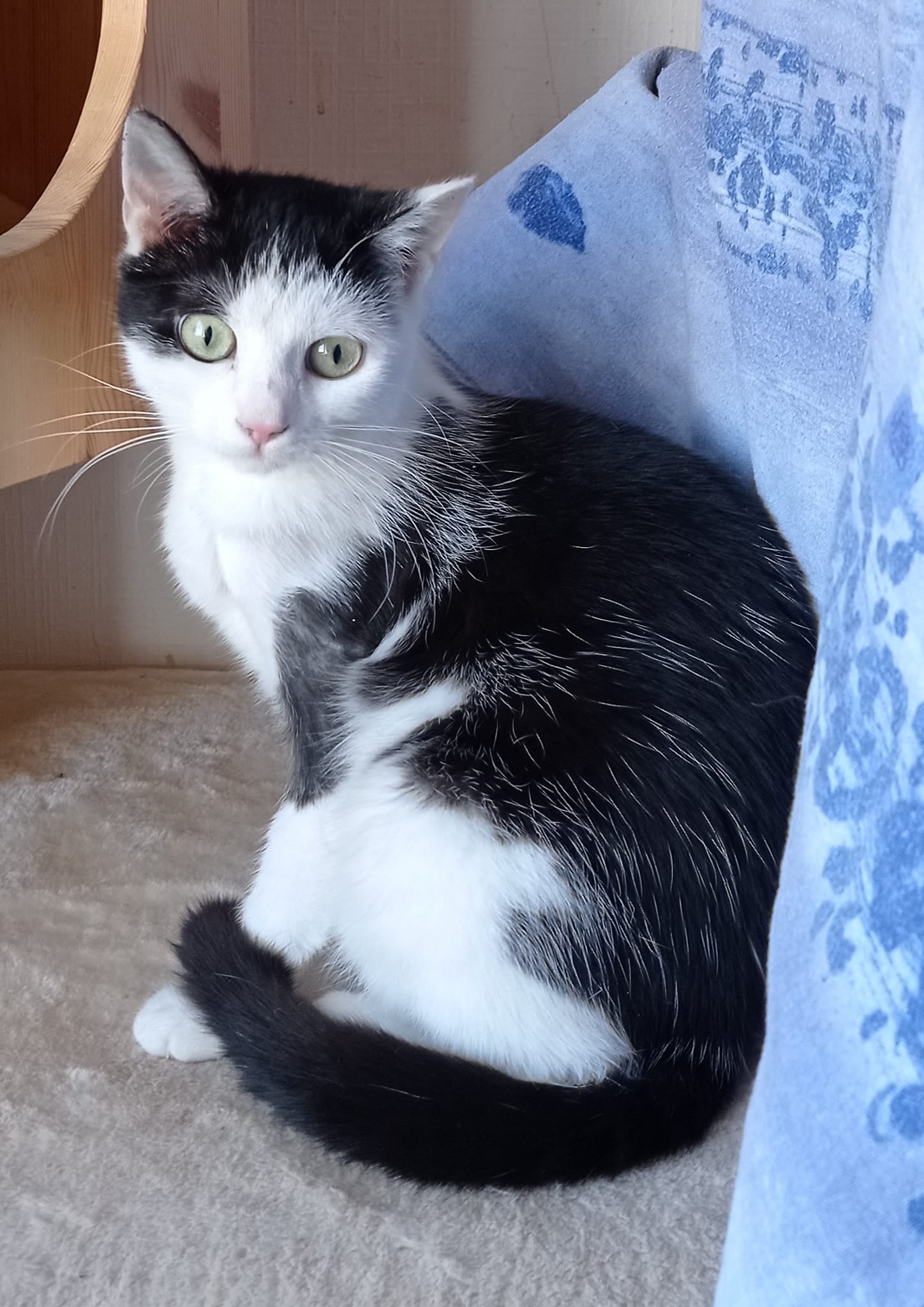 Schüchterne Felizitas kam mit Trümmerbruch zu uns/ Nach kostenintensiver OP suchen wir liebe Menschen die uns finanziell unterstützen