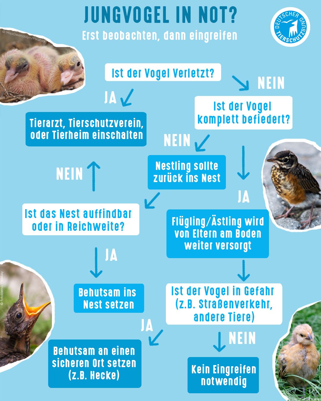 Wichtige Infos zum Auffinden eines jungen Vogelkükens