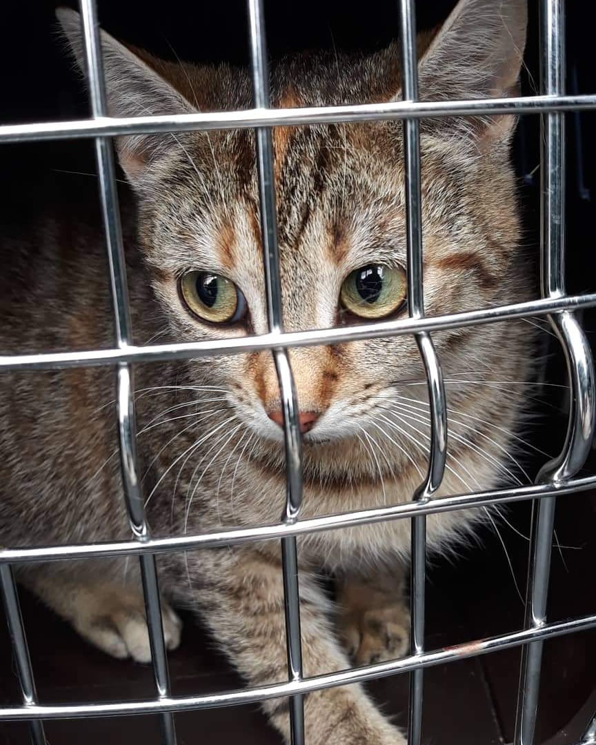 Hochträchtige Katze (Vroni)