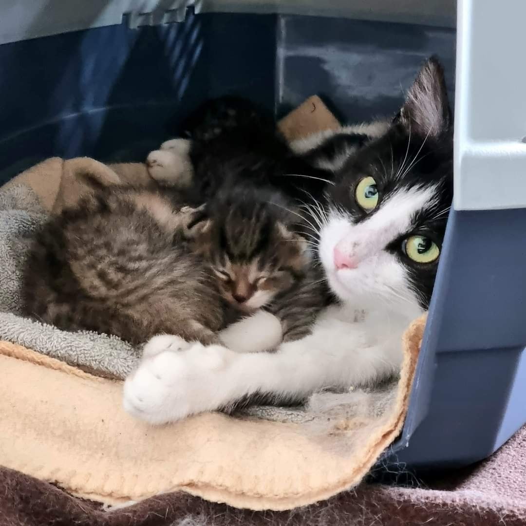 Katzenfamilie auf Pflegestelle eingezogen (Elinor)