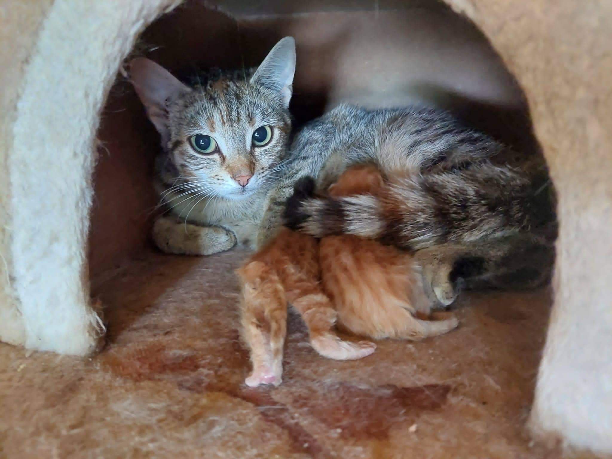 Vronis Kitten sind geboren