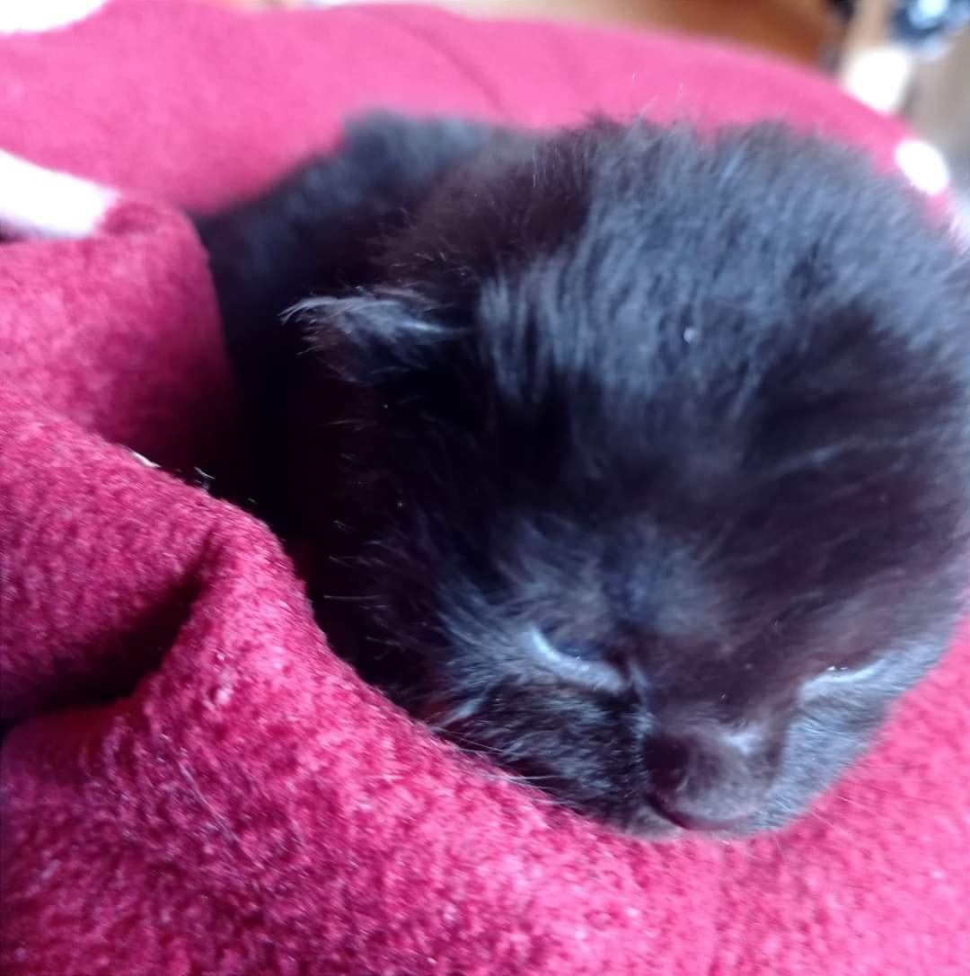 Die nächsten Flaschis… (Jill und Jackson)