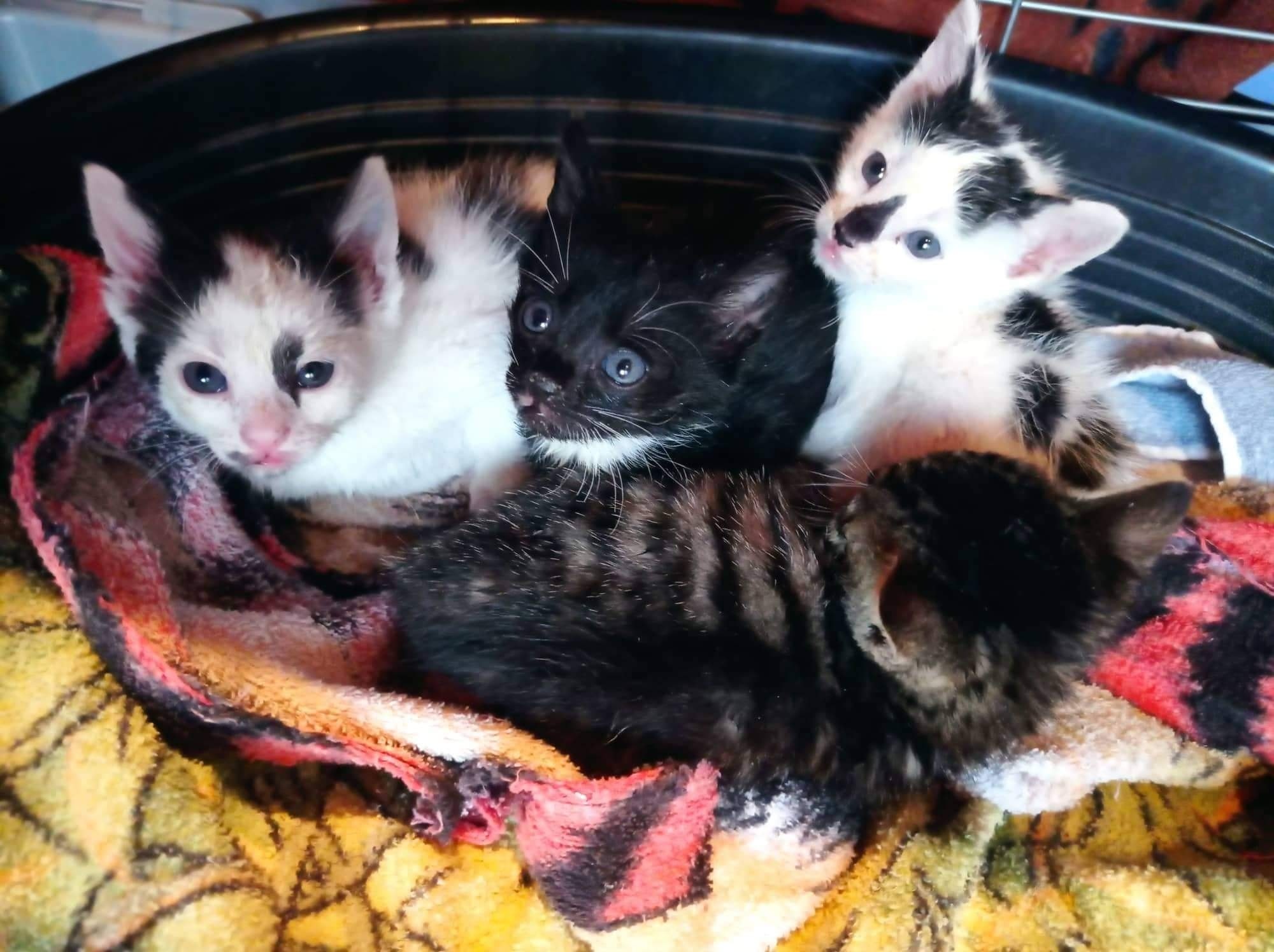 Vier weitere Kitten auf einer unserer Pflegestellen eingezogen