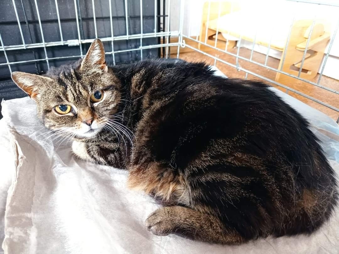 Verletzte Katzenomi benötigt Sachspenden