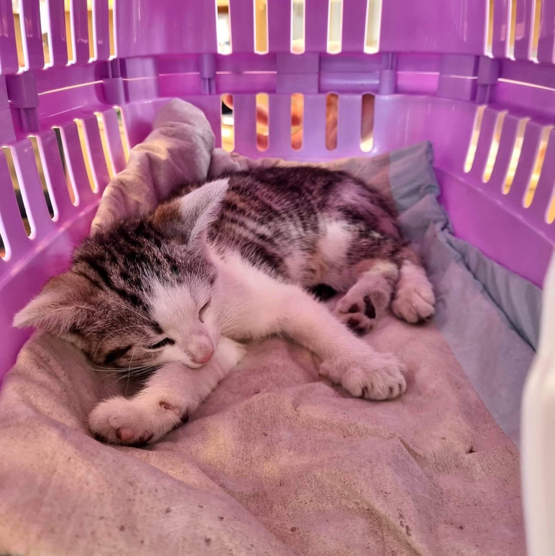 Kitten angefahren in der Ernst-Sachs-Str. in Schweinfurt