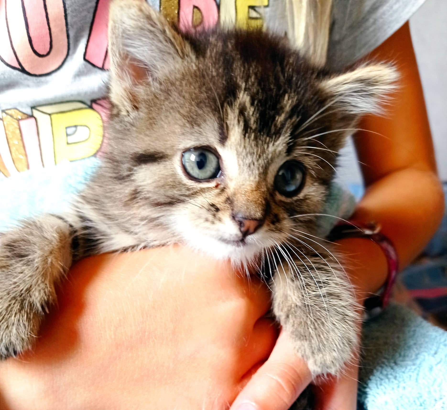 Kleines Kitten Ronja einsam im Gebüsch entdeckt worden