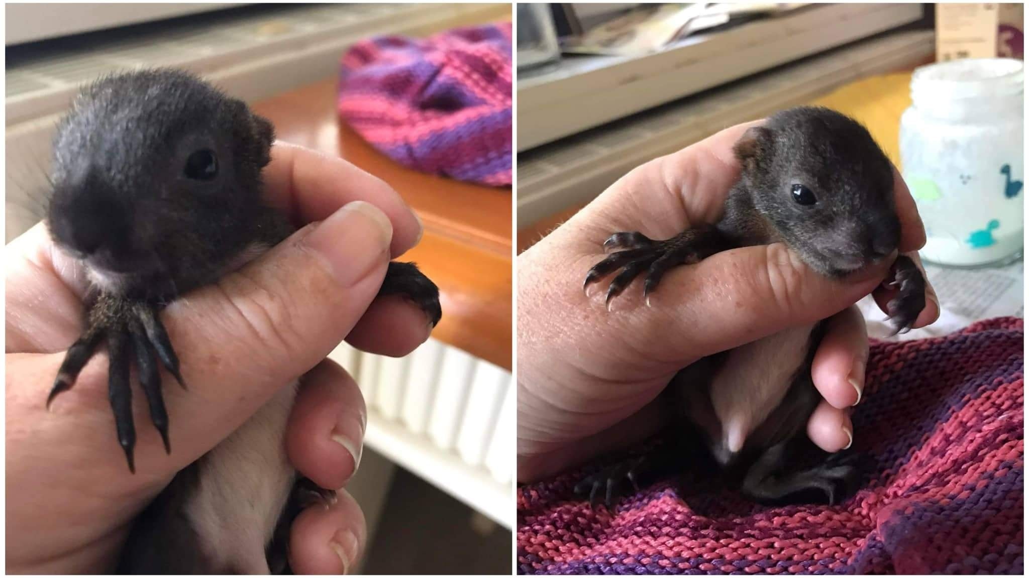 Carlos Santana – „Micro“-Babyeichhörnchen