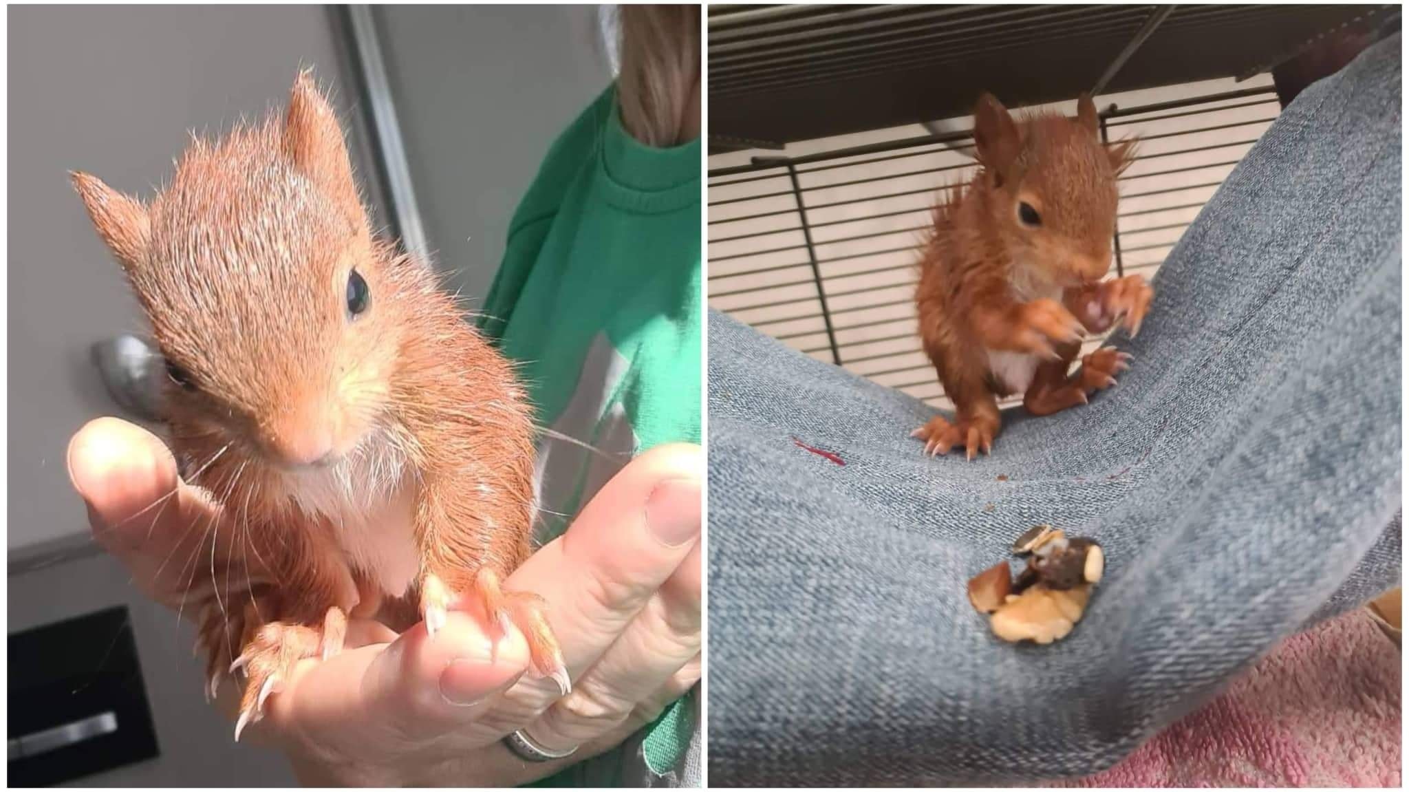 Eichhörnchen Finn alleine und ausgehungert aufgefunden worden