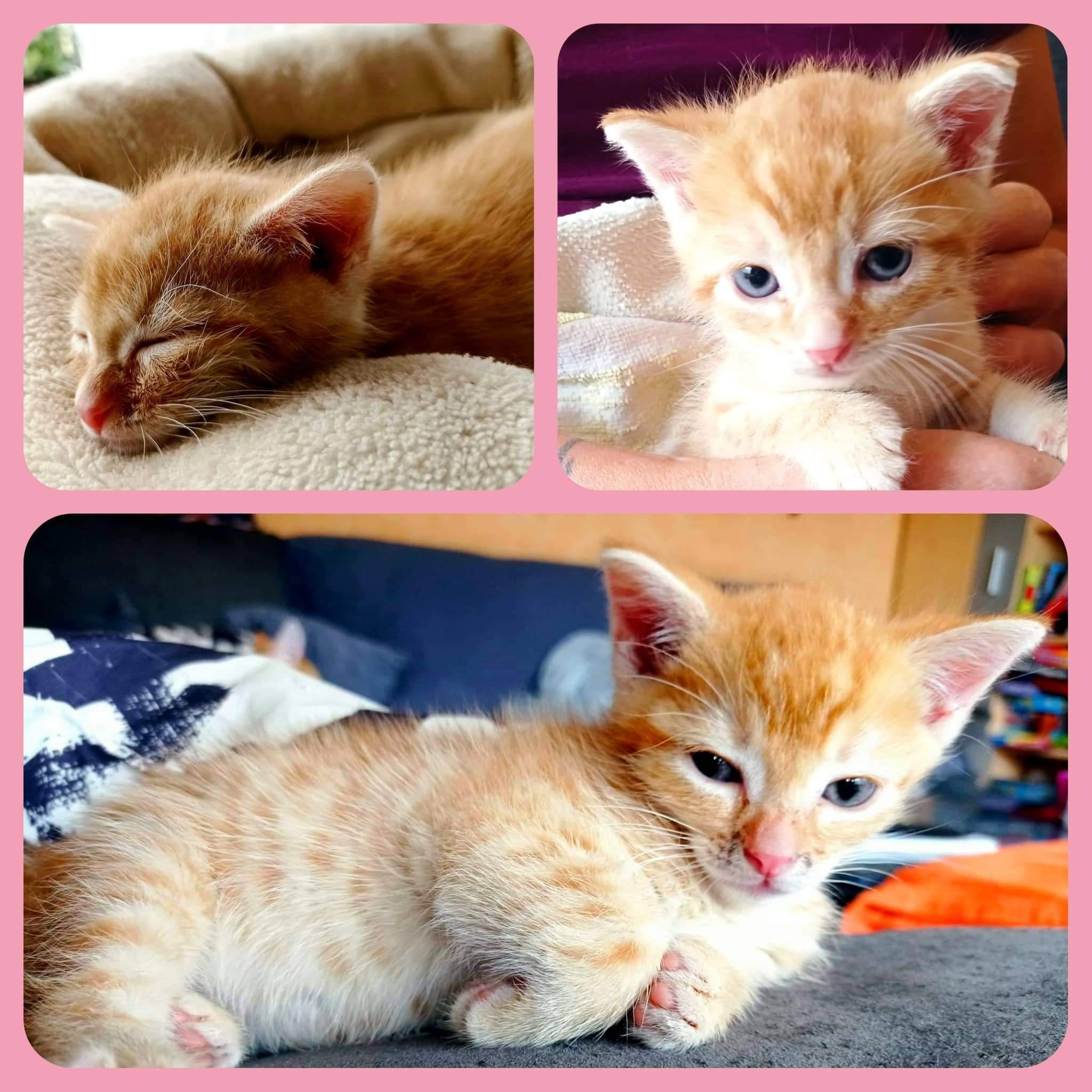 Quentin, das Kitten einer wilden Streunermama