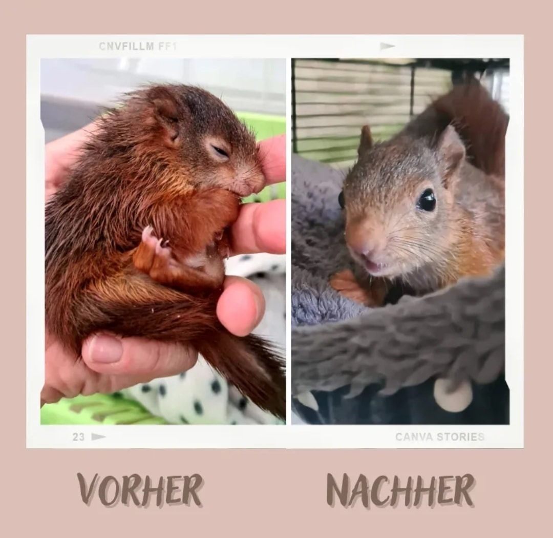 Kleines Eichhörnchen auf Pflegestelle eingezogen