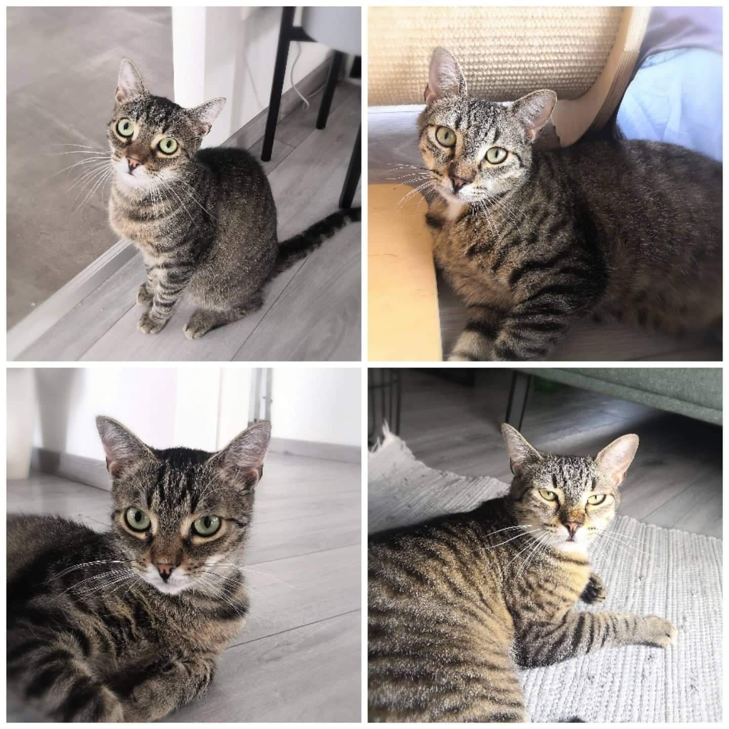 Feoras und Enjo leider wieder zurück gekommen auf Pflegestelle