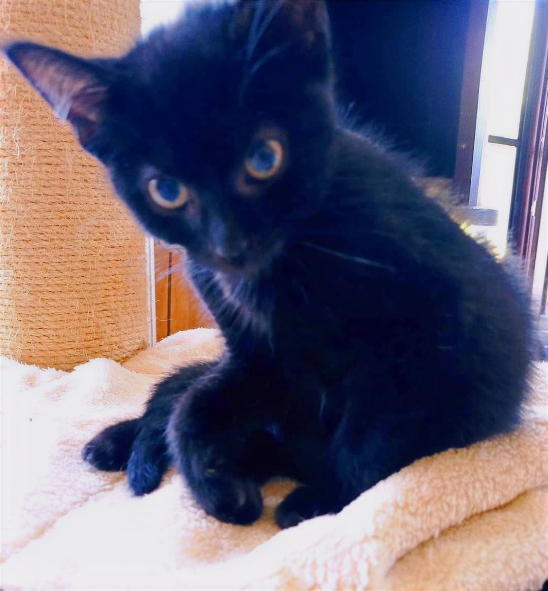 Kleiner Kater Noah auf Pflegestelle eingezogen