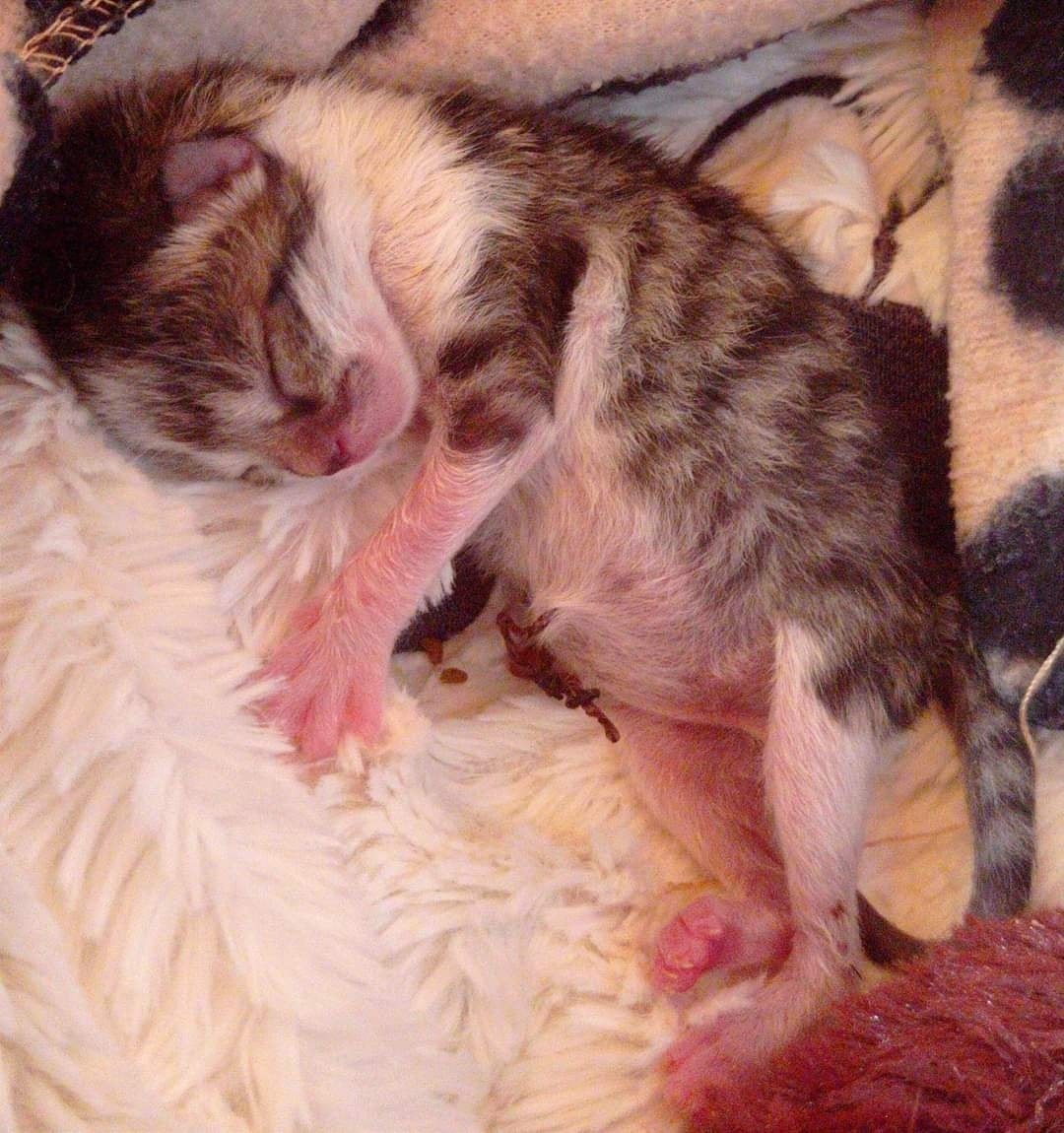 Neugeborenes Kitten auf Pflegestelle gekommen