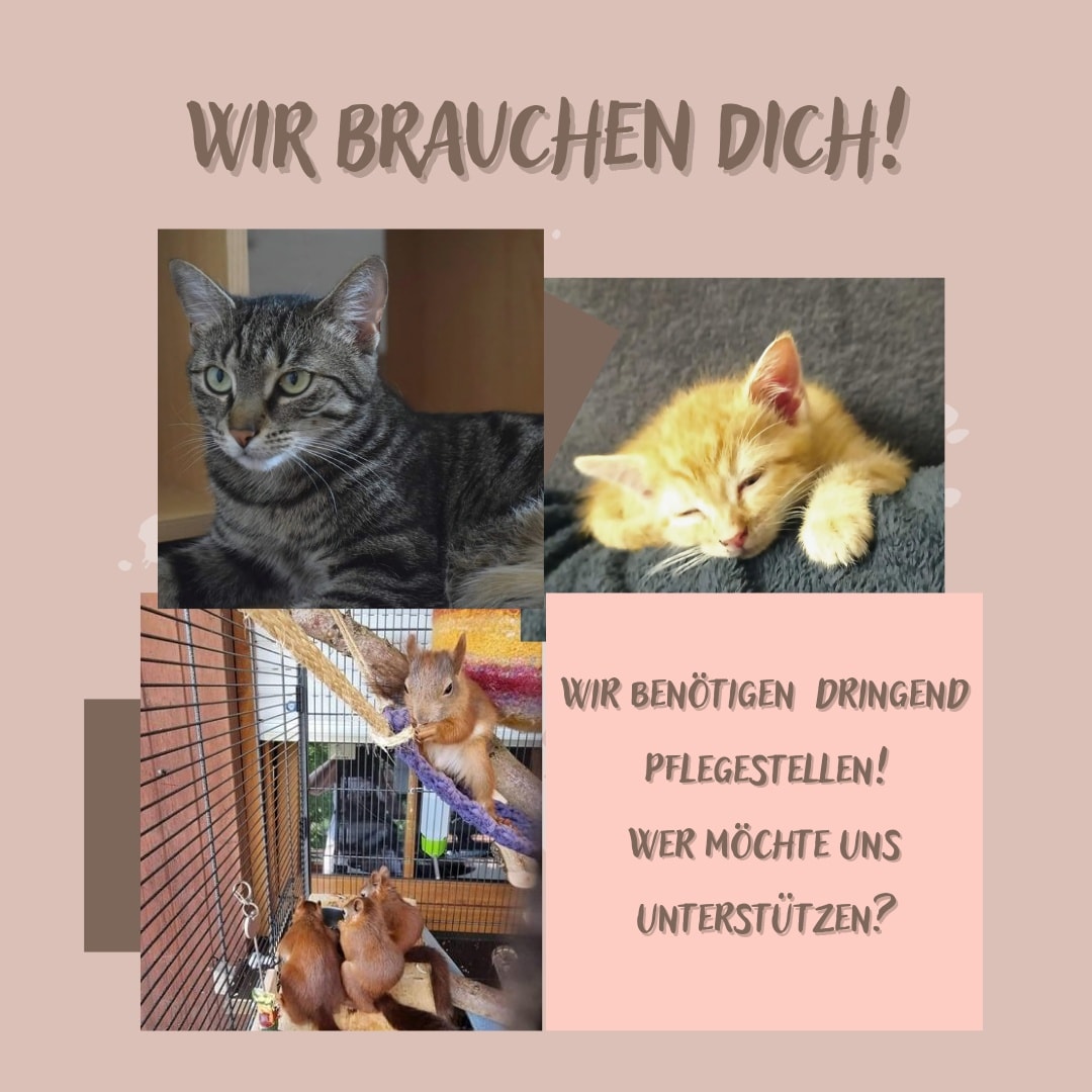 Wir suchen Pflegestellen