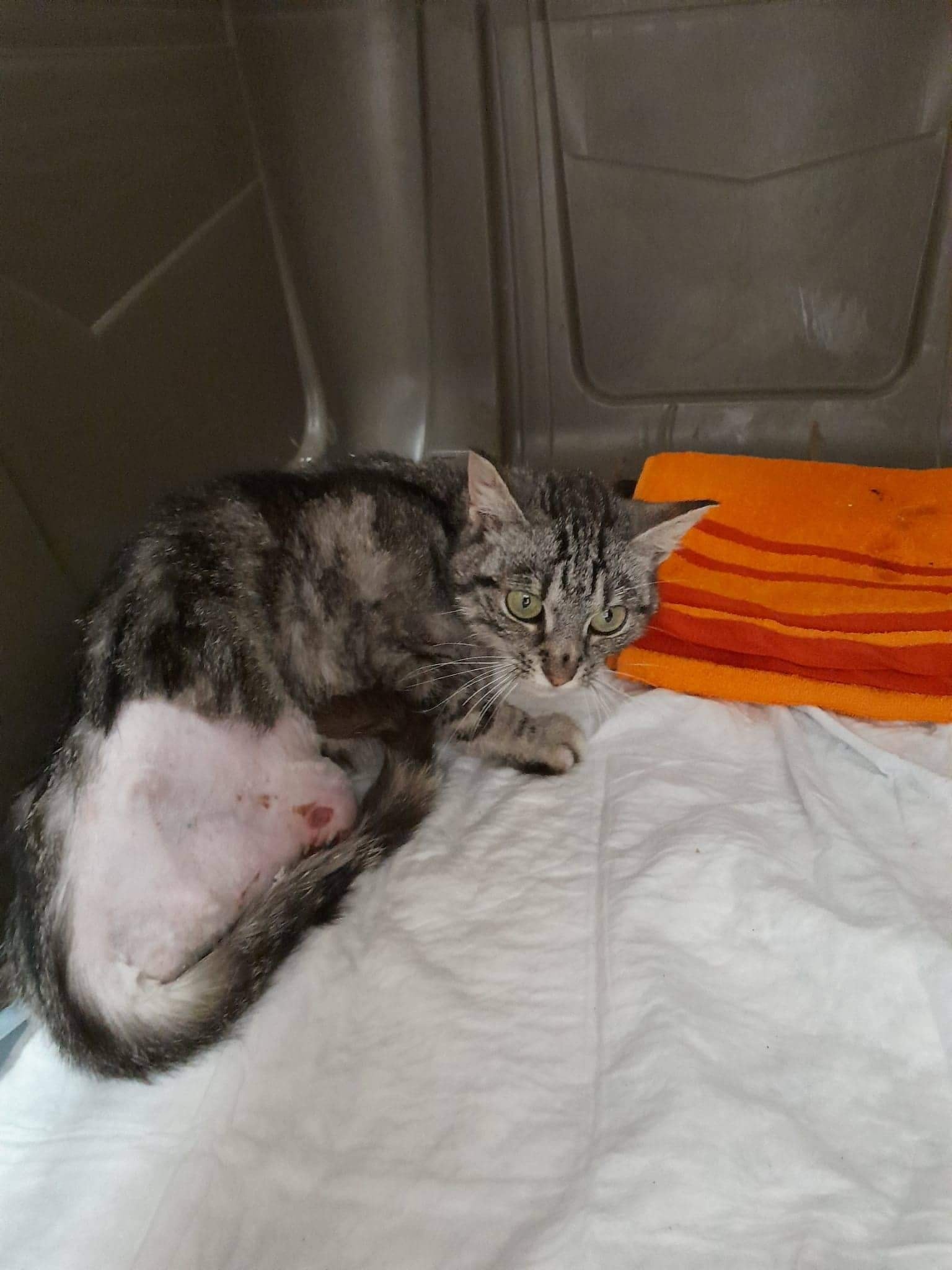 Update: Katze mit abgerissenem Bein