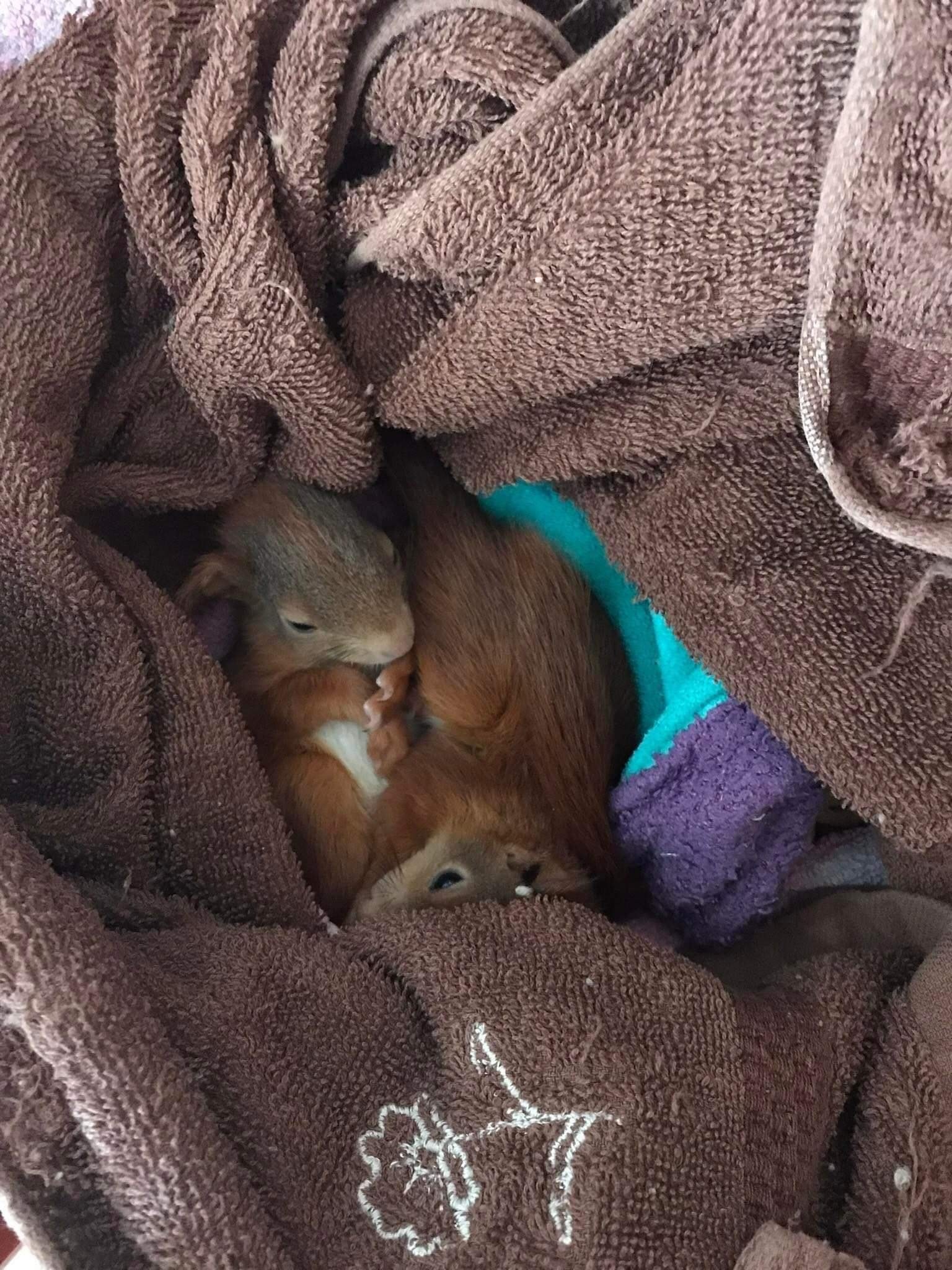 Zwei kleine Eichhörnchen alleine aufgefunden