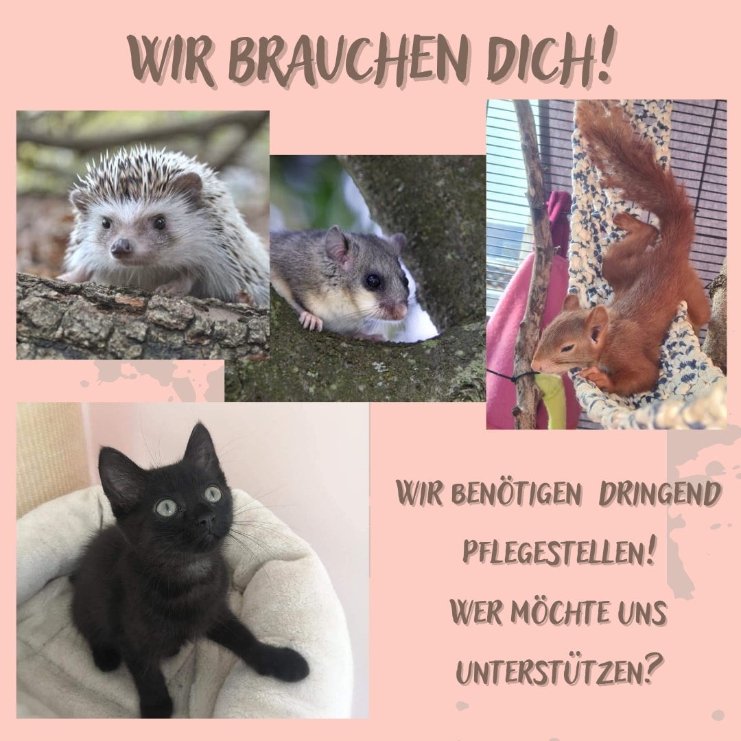 Pflegestellen gesucht