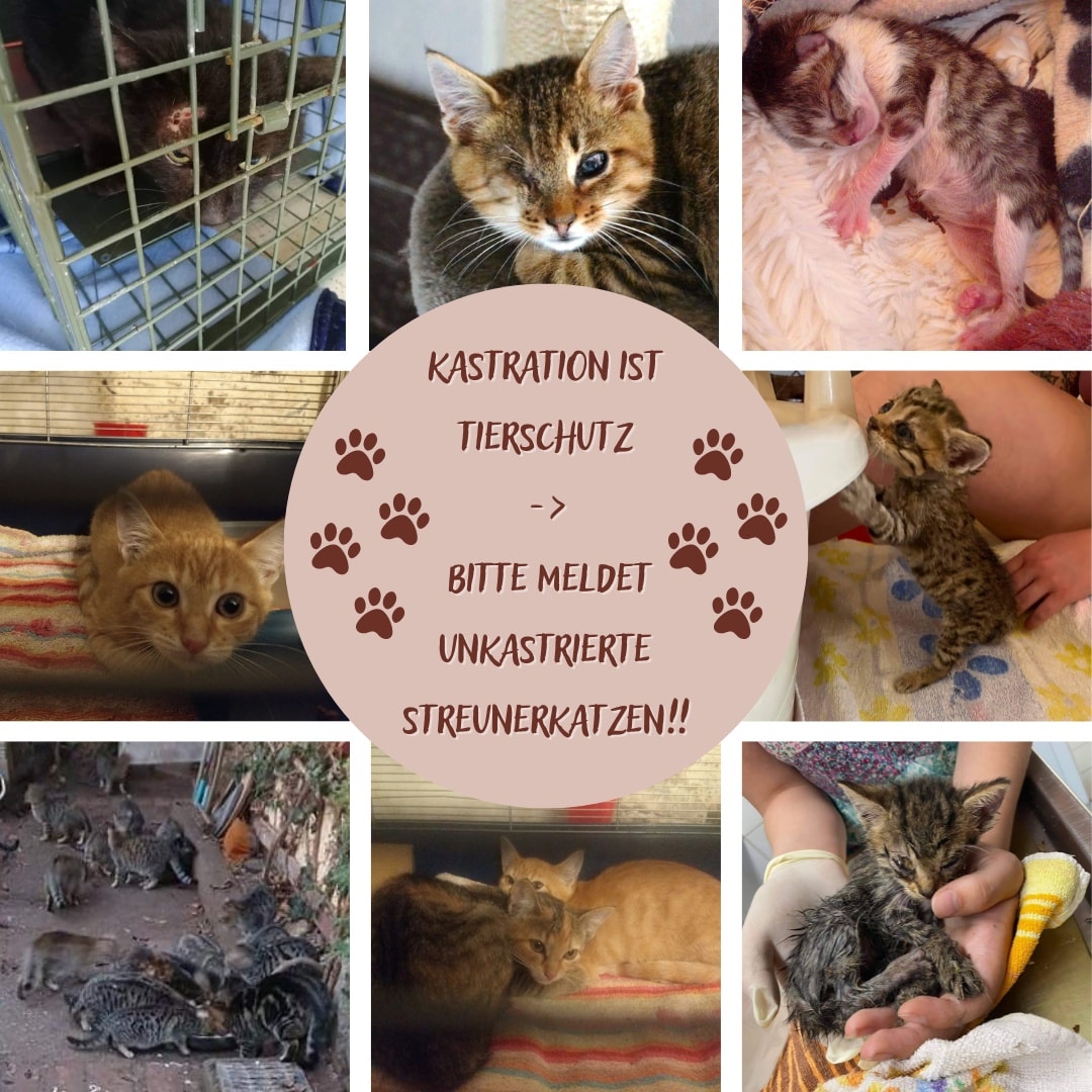 Kastration ist Tierschutz – Bitte melden Sie uns Streunerkatzen