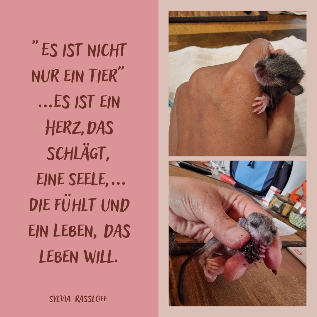 Update Siebenschläferbaby Cory
