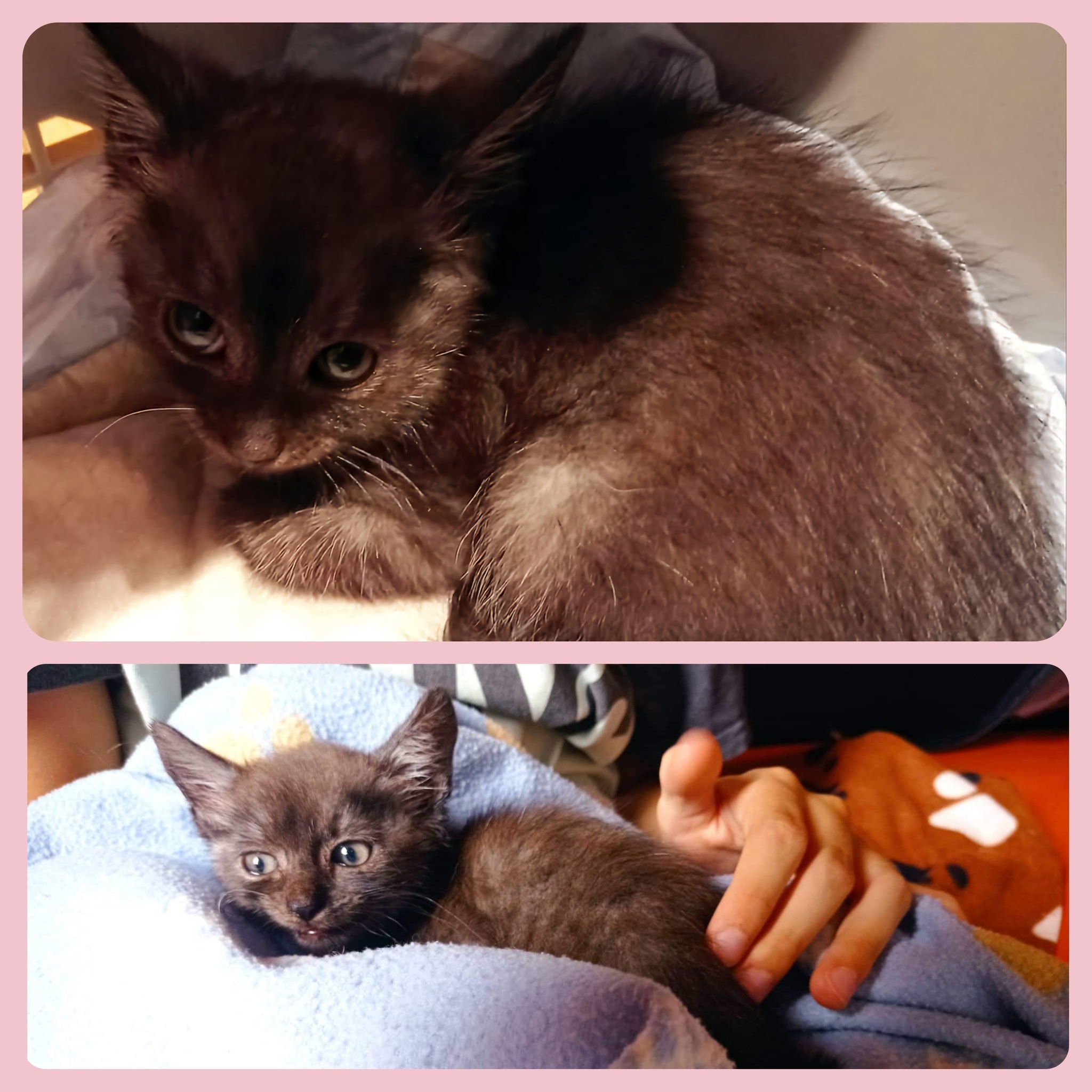 Kitten Ulfi auf Pflegestelle eingezogen