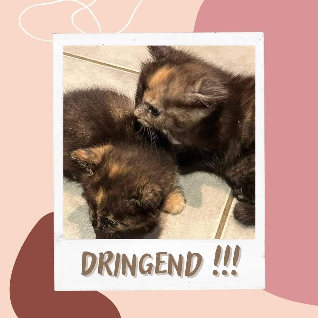 Dringend Pflegestelle gesucht