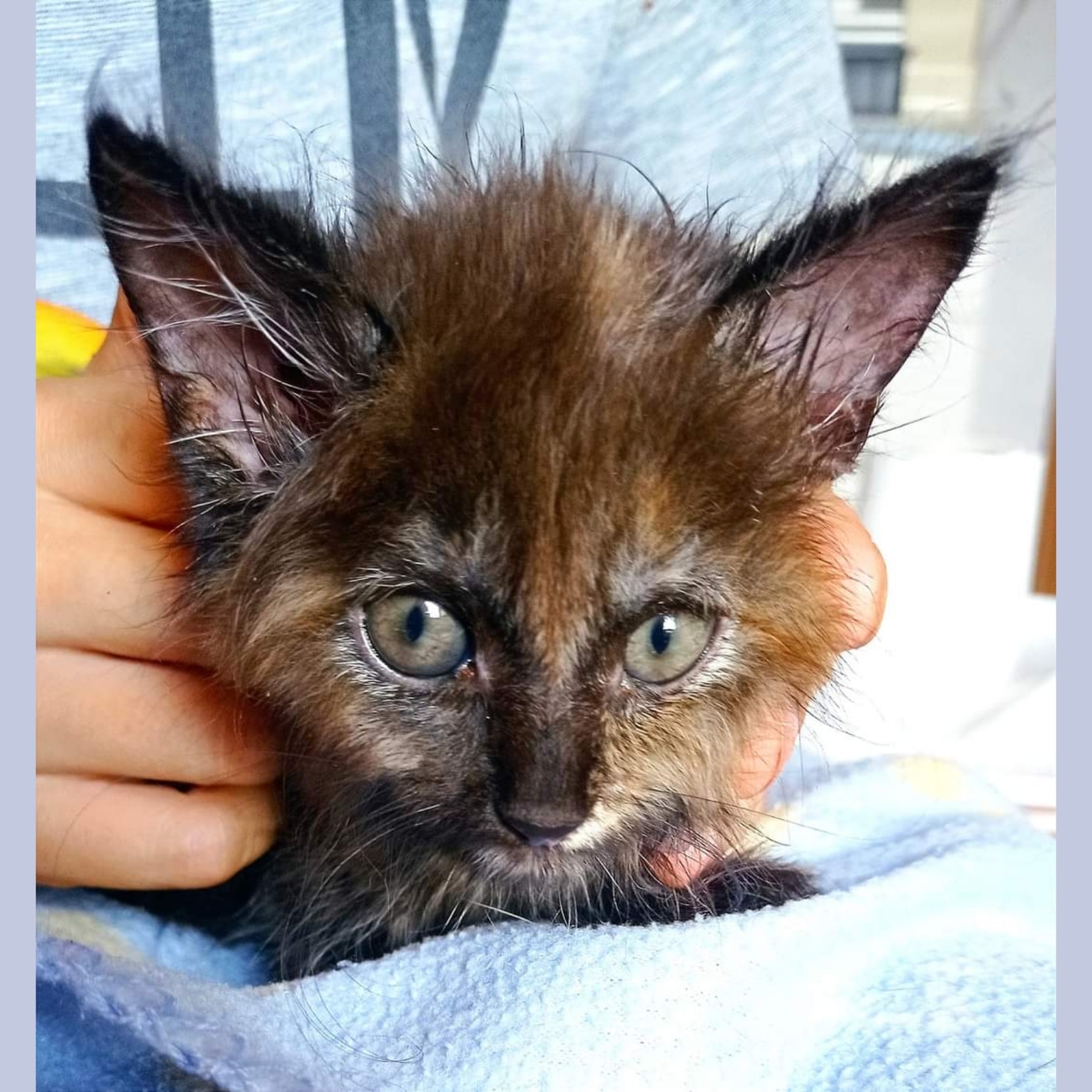 Ulfis Schwester jetzt auch auf Pflegestelle gezogen